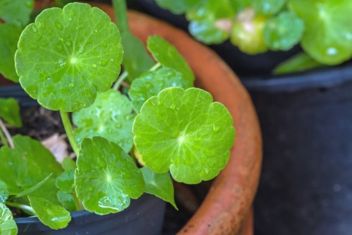 Hoja de Centella Asiática